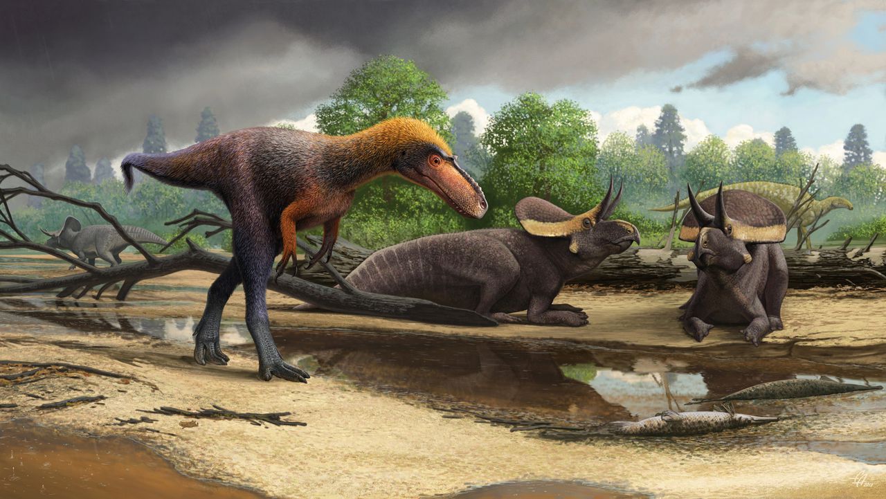 Reconstructie van de nu ontdekte Suskityrannus hazelae die langs twee zittende ‘ceratopsoïden’ (soort: Zuniceratops) loopt.