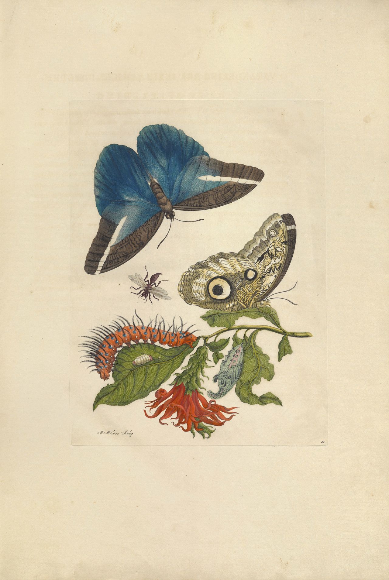 Dit boek vol Surinaamse insecten was een belangrijk bron voor ... - NRC