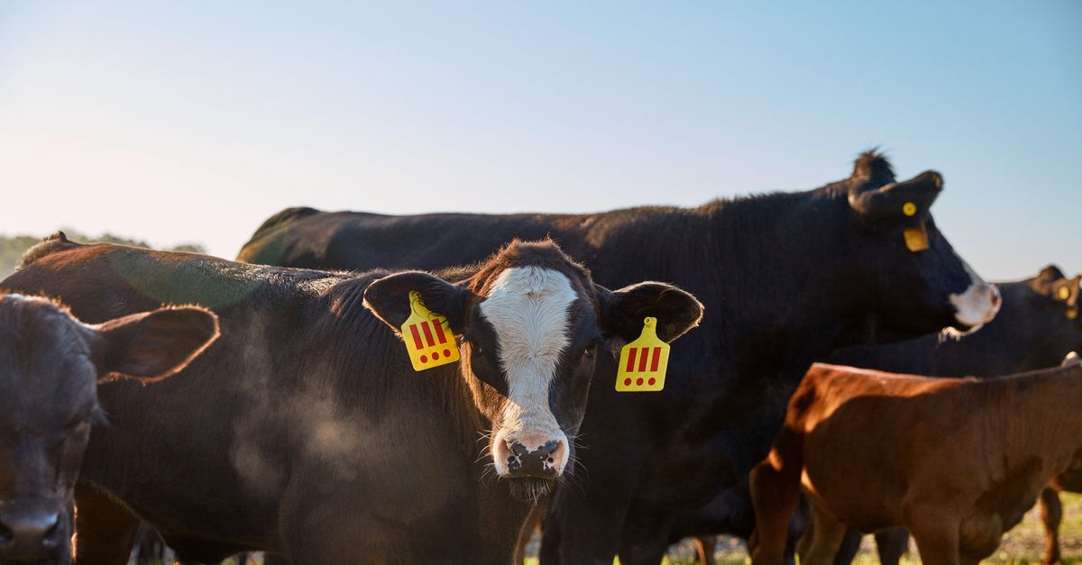 De koper beslist: sterft koe Angus of blijft ze leven?