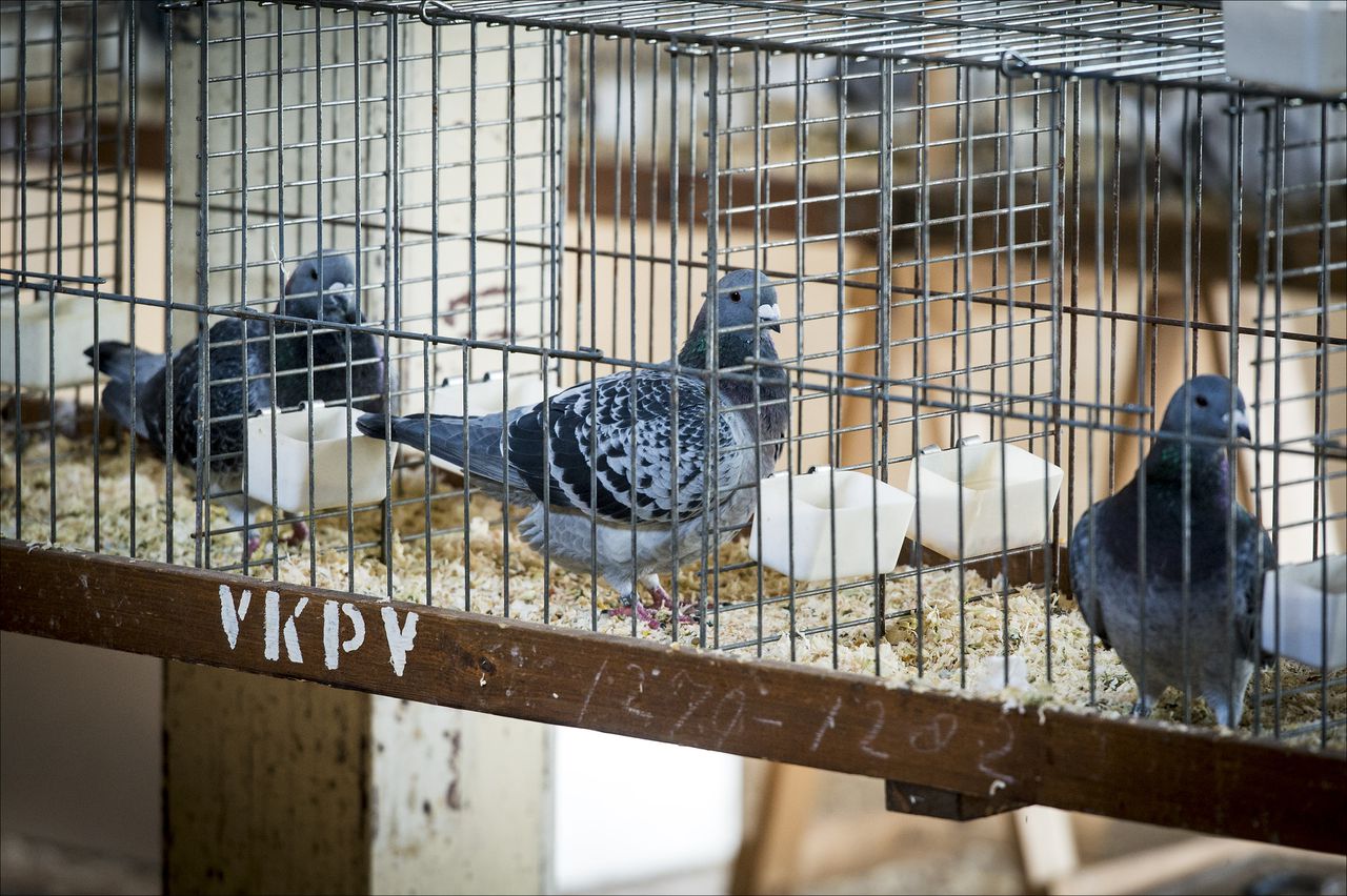 Duiven in de Veenendaalhal. Ze hoorden bij tientallen dieren die daarheen waren gebracht voor een tentoonstelling, maar vervolgens niet weg mochten vanwege de uitbraak van de vogelgriep.