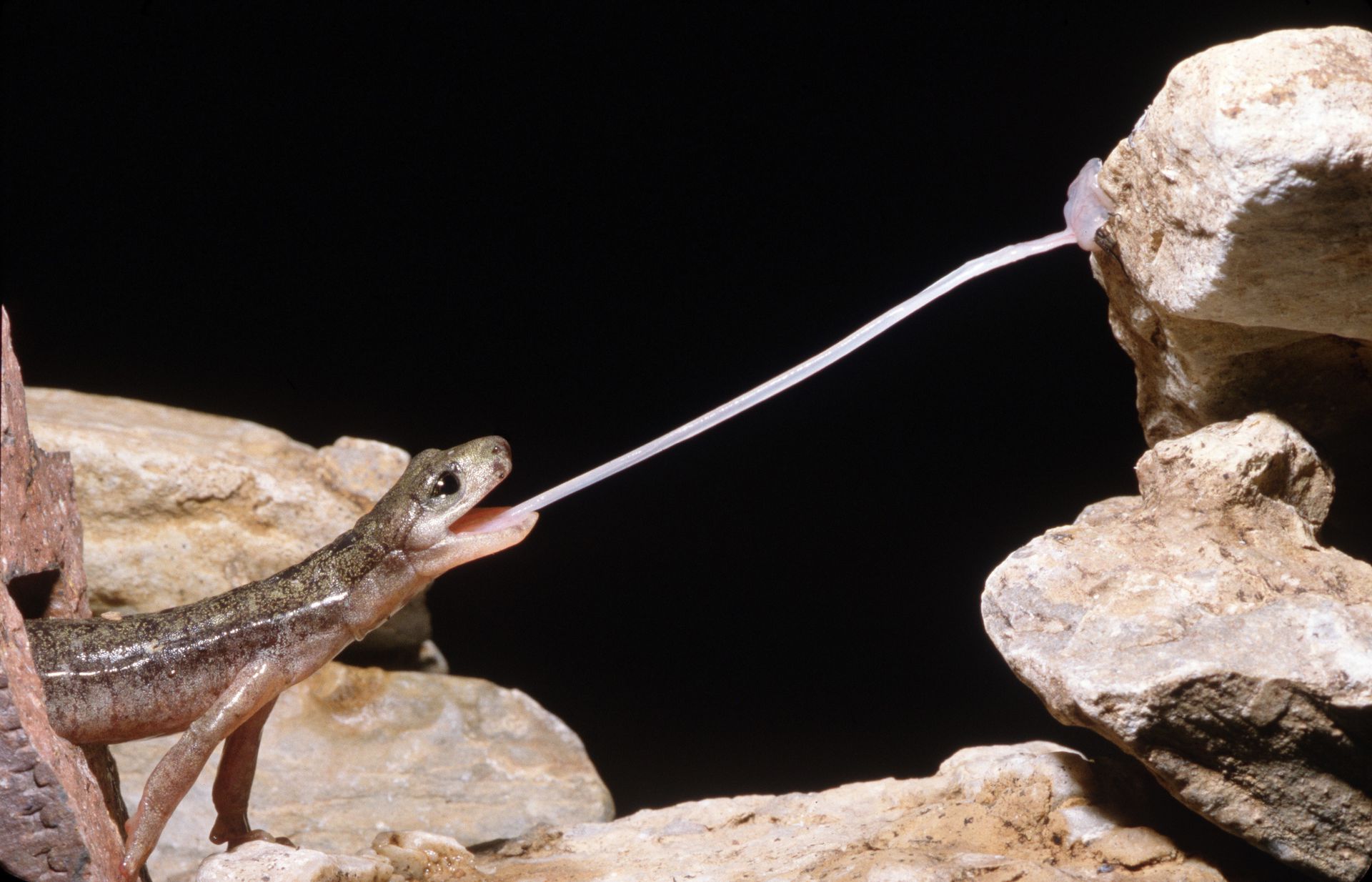 Хвостатые земноводные саламандра. Сцинк петерса. Тритон язык. Альпийский тритон. Тритон язык.