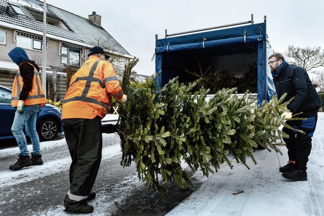 Groenbedrijf AH Vrij haalt kerstbomen op in Den Haag.