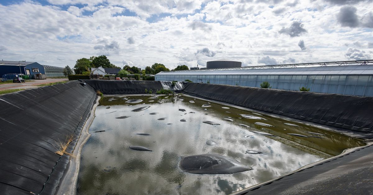 In het Westland is het nu crisis door waterruzie met hoogheemraadschap. Dan maar extra gezuiverd rioolwater, zeggen de glastuinders: ‘Wij betalen’