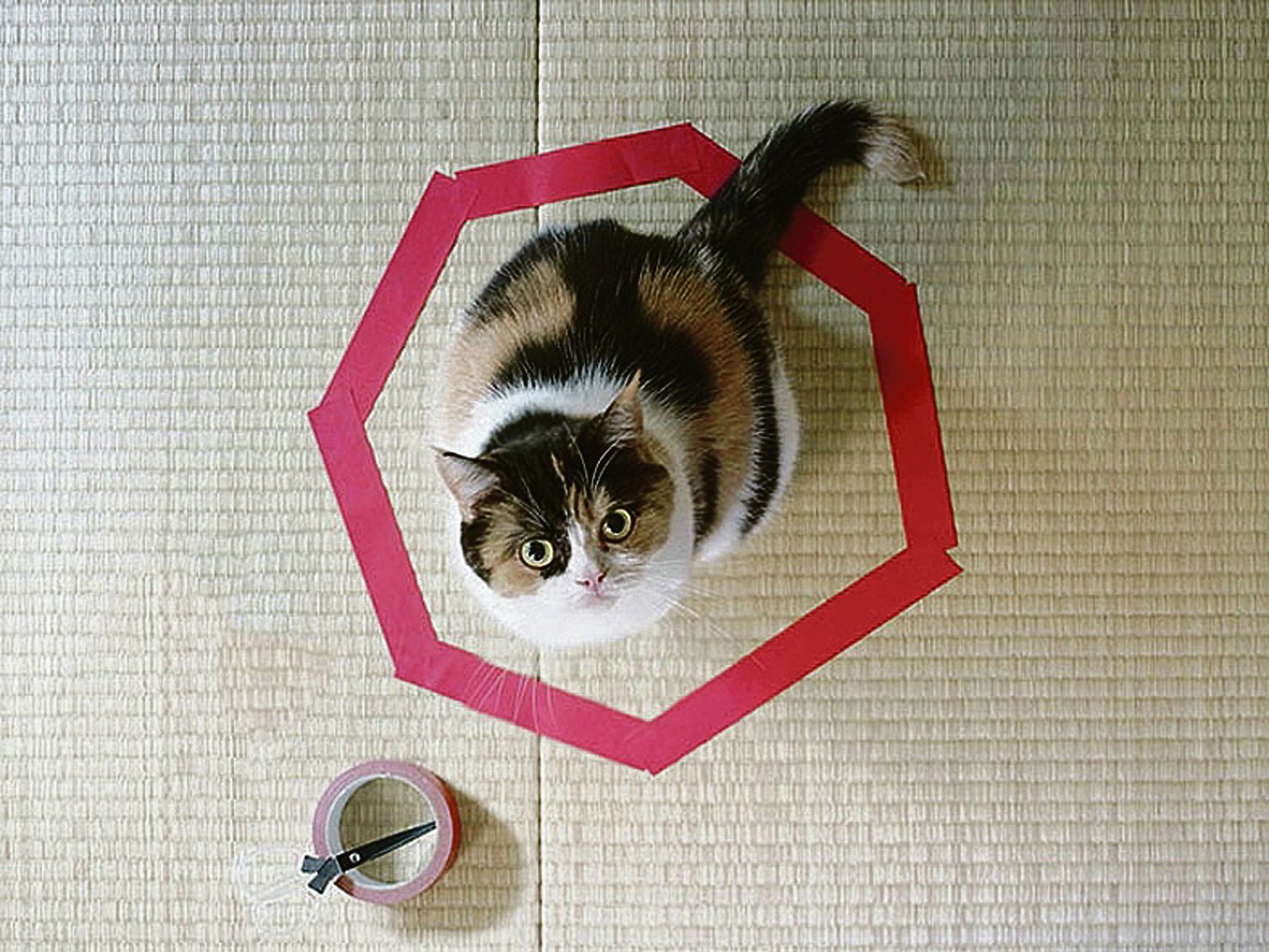 Лове кот. Кот в круге. ЛОВУШКА для кота. Кошка в круге. Кошка квадрат.