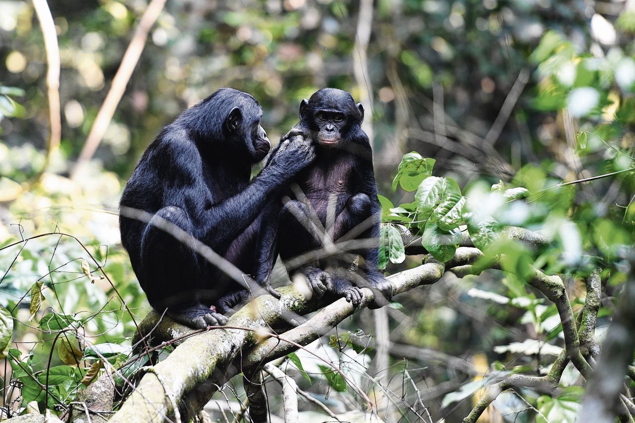 Een bonobomoeder verzorgt haar zoon in het Congolese reservaat waar de onderzoekers werkten.