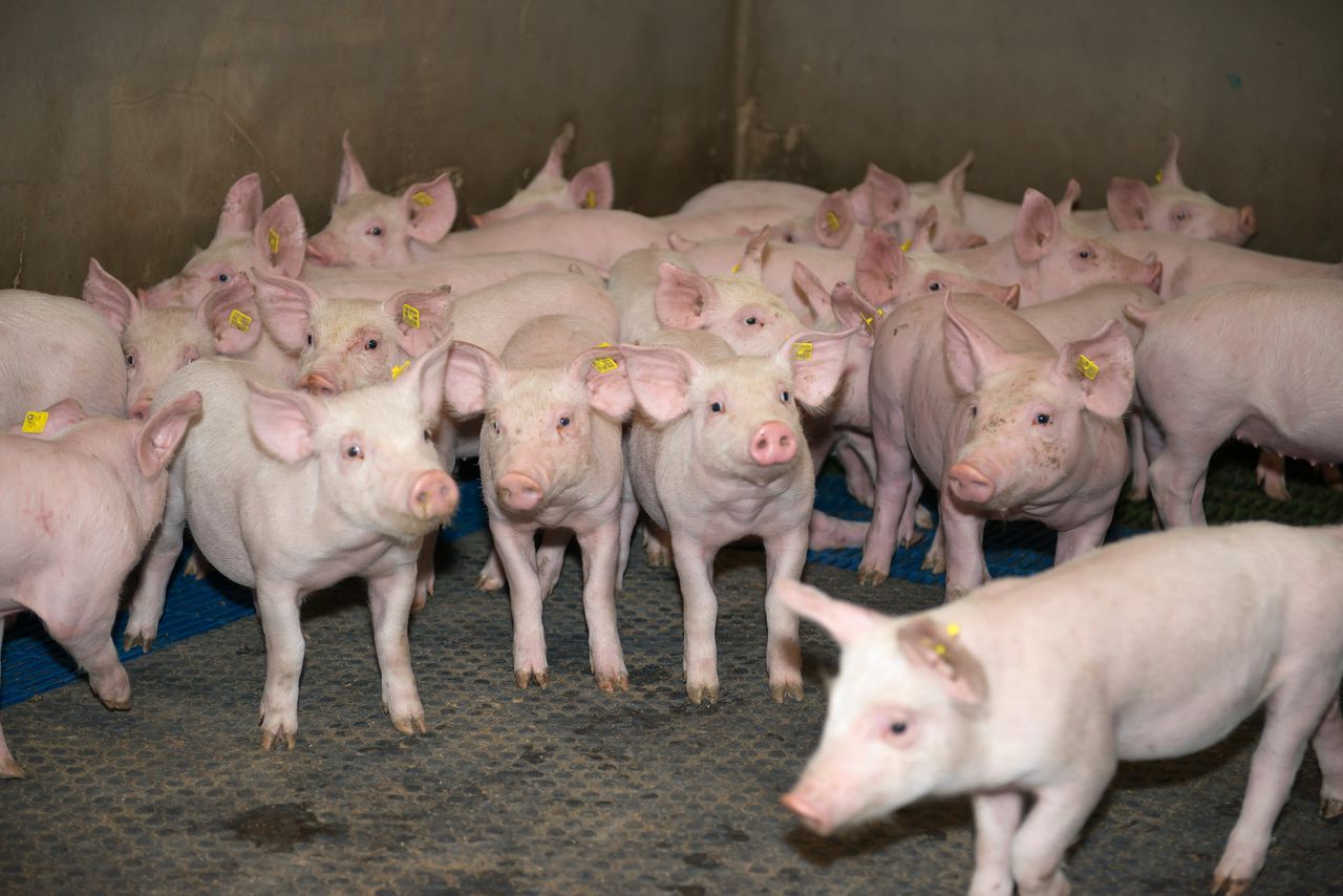 Hoewel het totale aantal varkens sinds 2019 licht daalt, is het aantal varkens per bedrijf in tien jaar bijna verdubbeld.