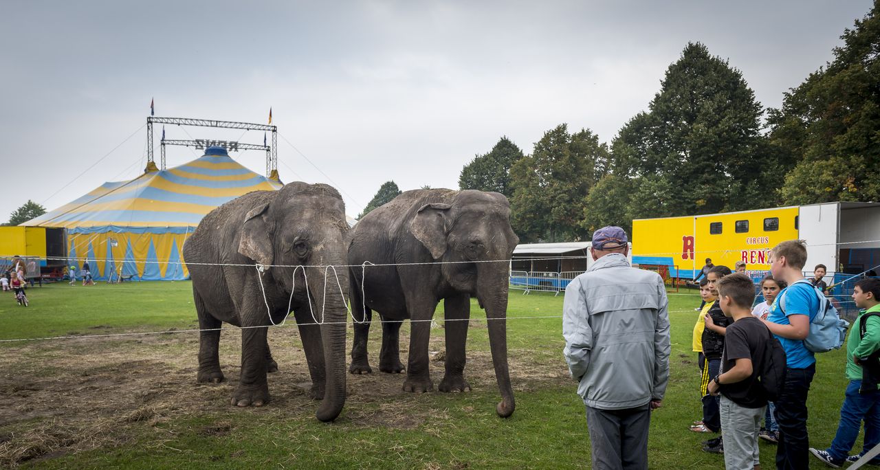 Olifanten bij Circus Renz Berlin. Staatssecretaris Sharon Dijksma van Economische Zaken wil een verbod op het houden van wilde dieren in circussen.