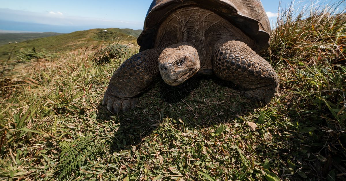 Docu over Galapagos wil vooral idylle in stand houden - NRC