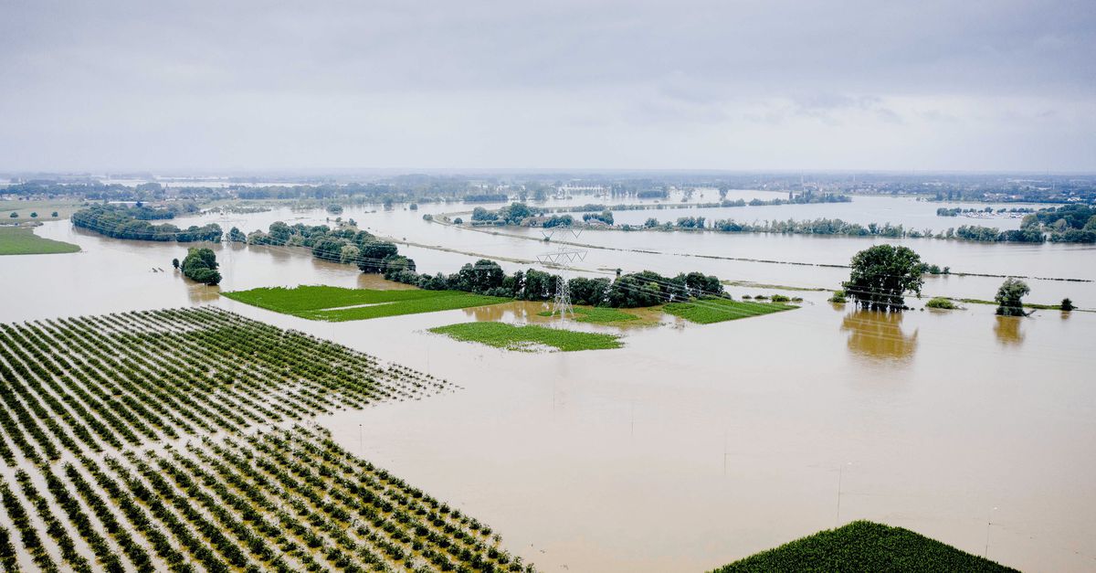 Zaterdagmiddag heeft de Brabantse brandweer in het dorpje Escharen een koe uit de Maas gered die een nogal lange reis had afgelegd.