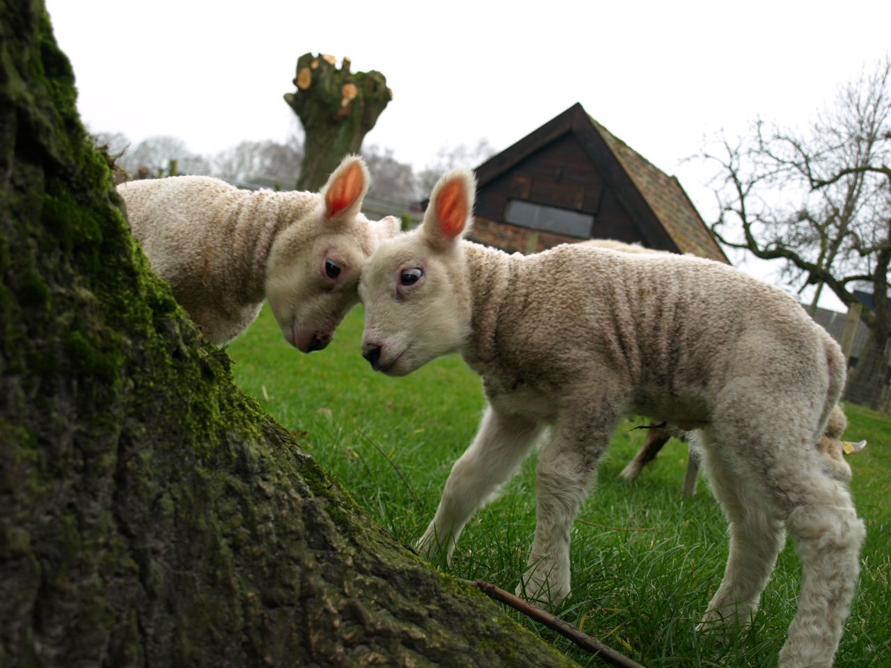 In de wei (5) klik@nrc.nl „Mijn vader heeft een aantal schapen en dit jaar zijn er opvallend veel rammetjes geboren. En die jochies – hoe jong ze ook zijn – houden ervan kopstoten uit te delen.” Femmie de Kruijff uit Nijkerk.