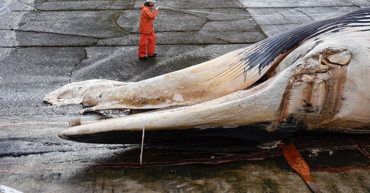スペイン海軍がクジラを解剖＝NRC