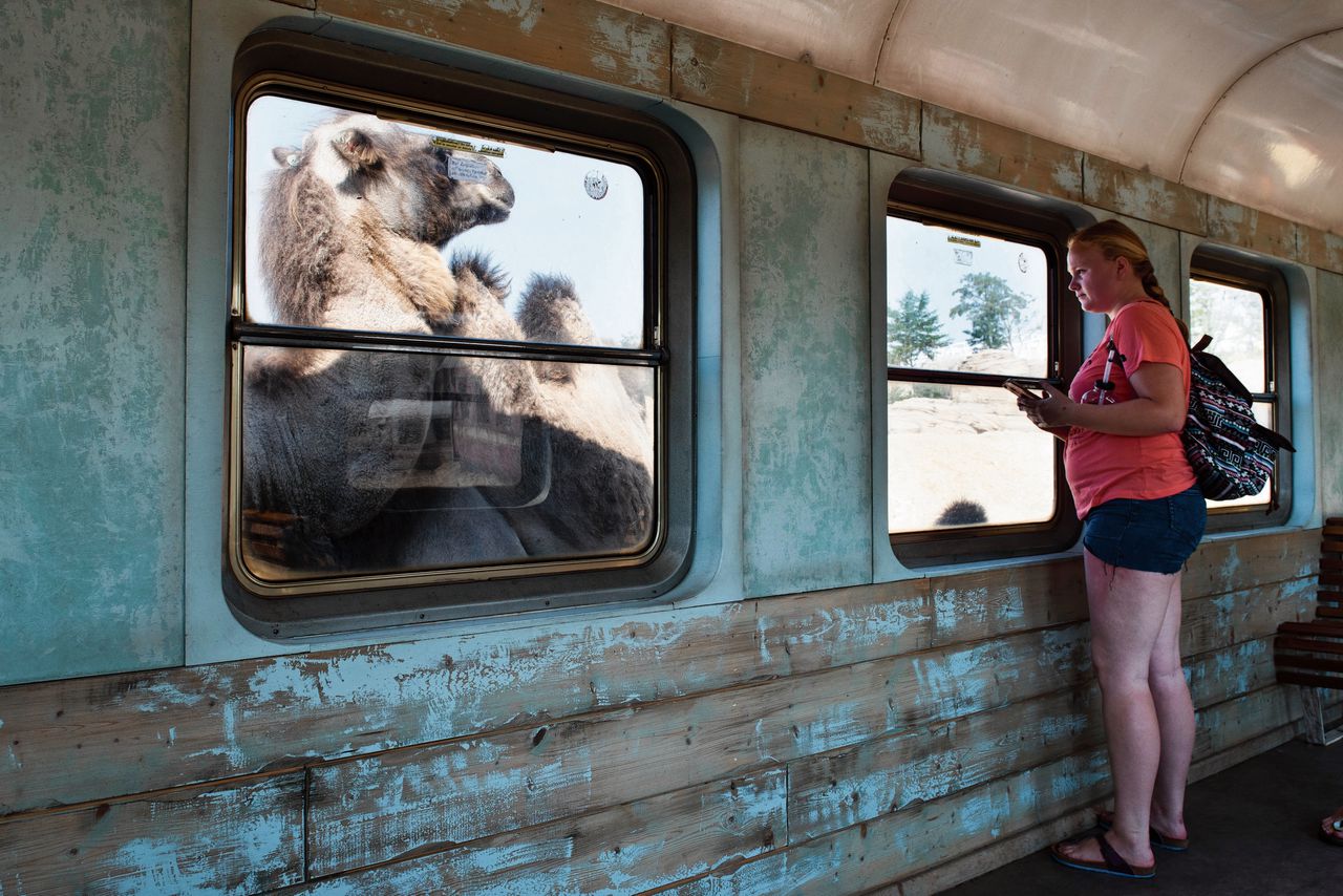 Kamelen achter een treincoupé in Wildlands. In het dieren- annex attractiepark staat de ‘beleving’ centraal.
