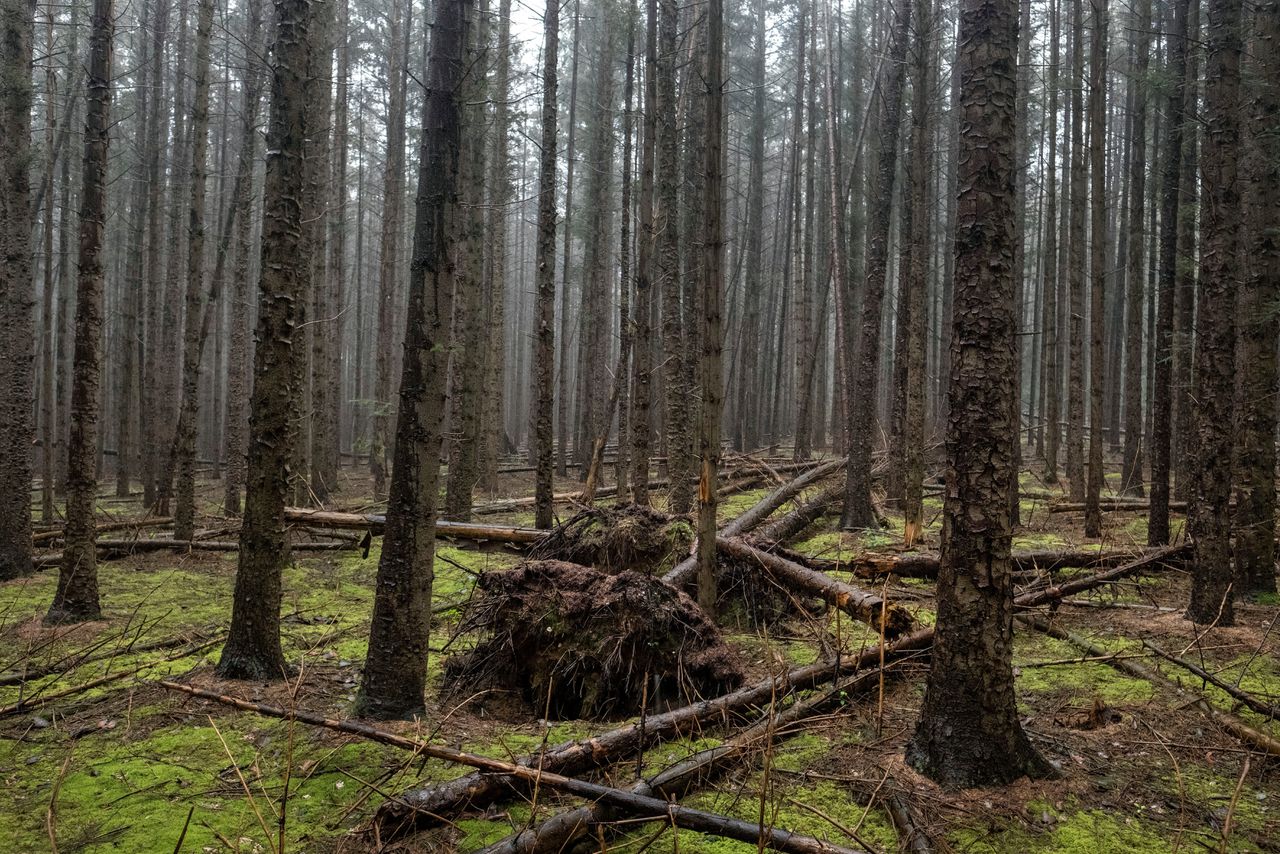 In Nederland liggen zestig stuurloze bossen die zelf hun problemen oplossen 