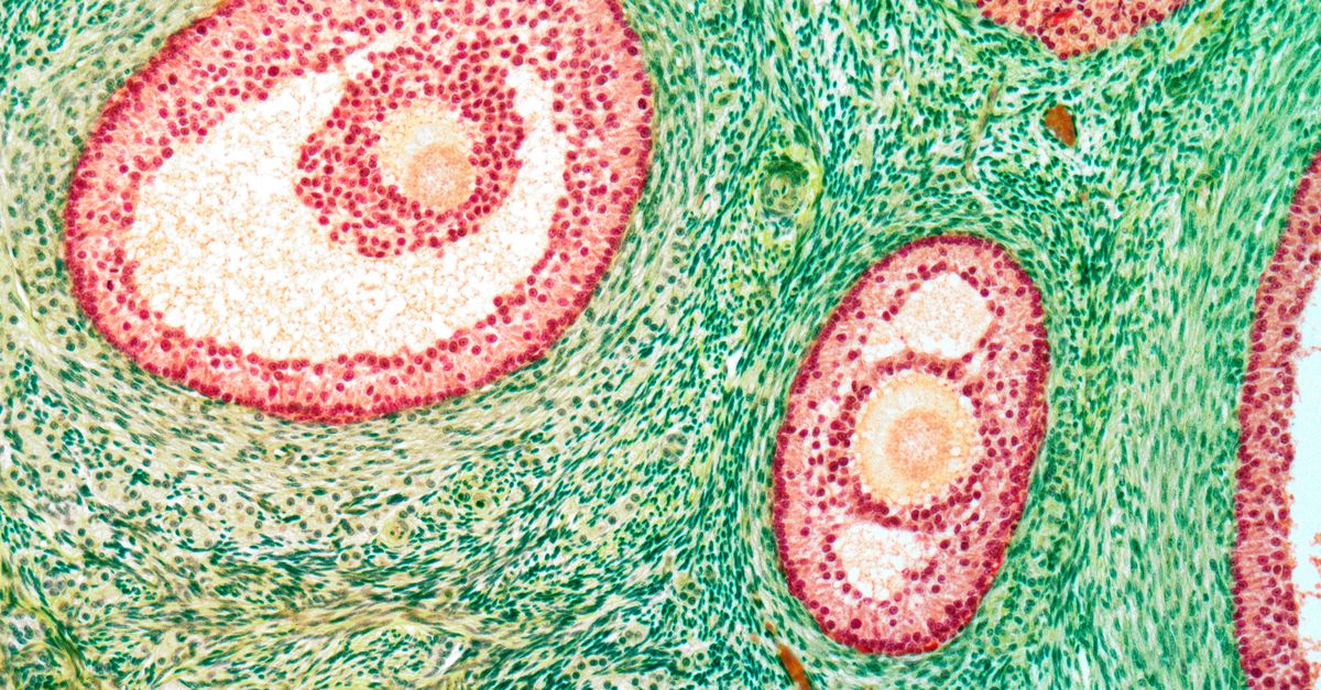 La menopausa è determinata dalla riparazione del DNA