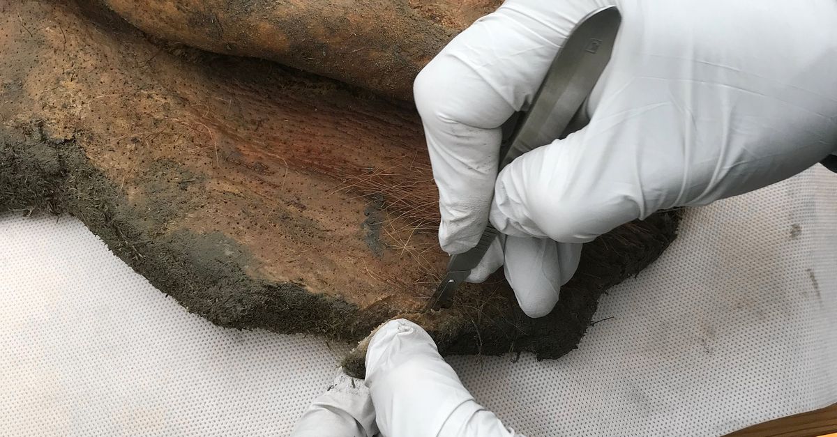 In mammoetvlees dat 52.000 jaar geleden werd gevriesdroogd zijn fossiele chromosomen bewaard gebleven