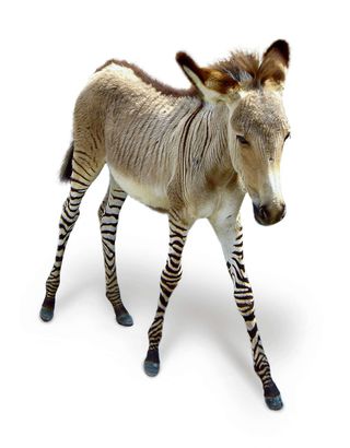 zonkey khumba