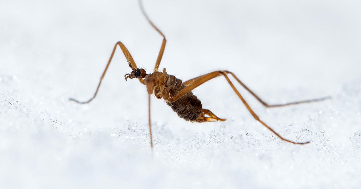 Als een sneeuwvlieg een bevroren pootje heeft bijt-ie het eraf