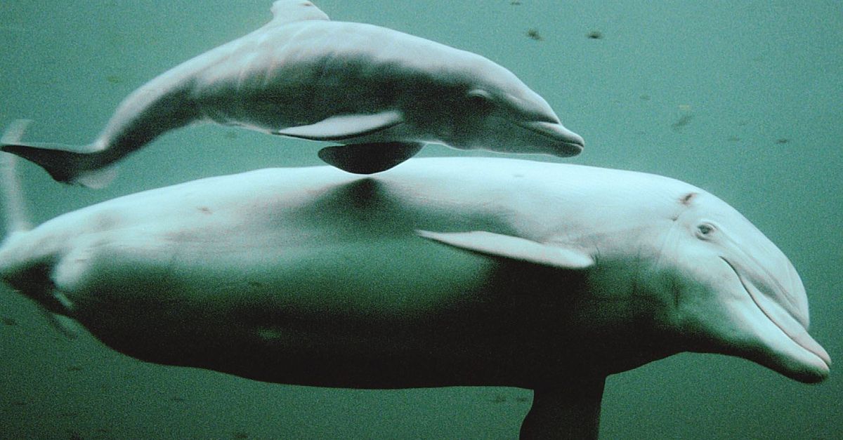De ‘oudste dolfijn van Nederland’, Honey (58), leefde decennia in gevangenschap