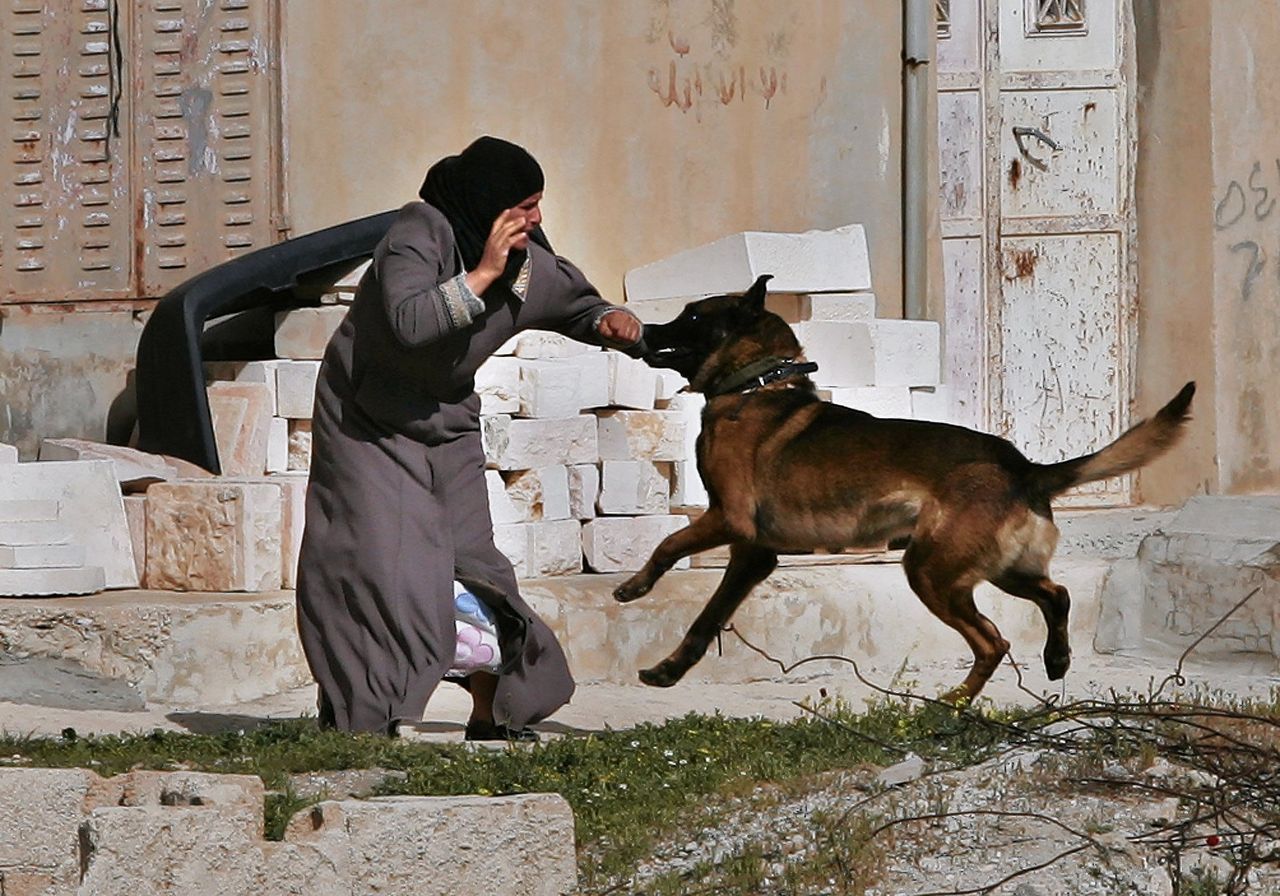 Een hond van het Israëlische leger valt een Palestijnse vrouw aan nabij Bethlehem op de Westelijke Jordaanoever. Foto AP / Kevin Frayer