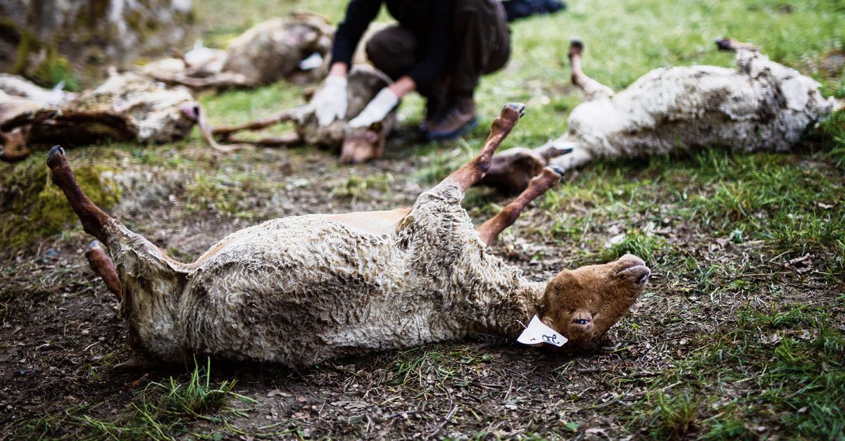 In één jaar 143 schapen nodeloos gedood door wolf - NRC