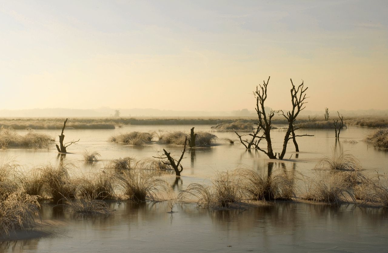 Annie Proulx beschrijft hoe de mens tekortschiet in het beschermen van drassige landschappen 