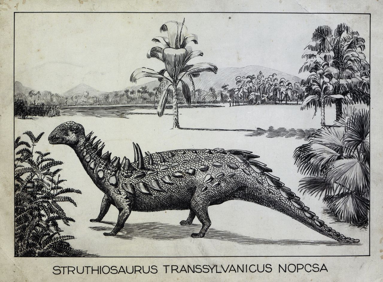Struthiosaurus transylvanicus. Fossiel gevonden door Bajazid Elmas Doda, Beschreven en getekend door Nopcsa in 1915.