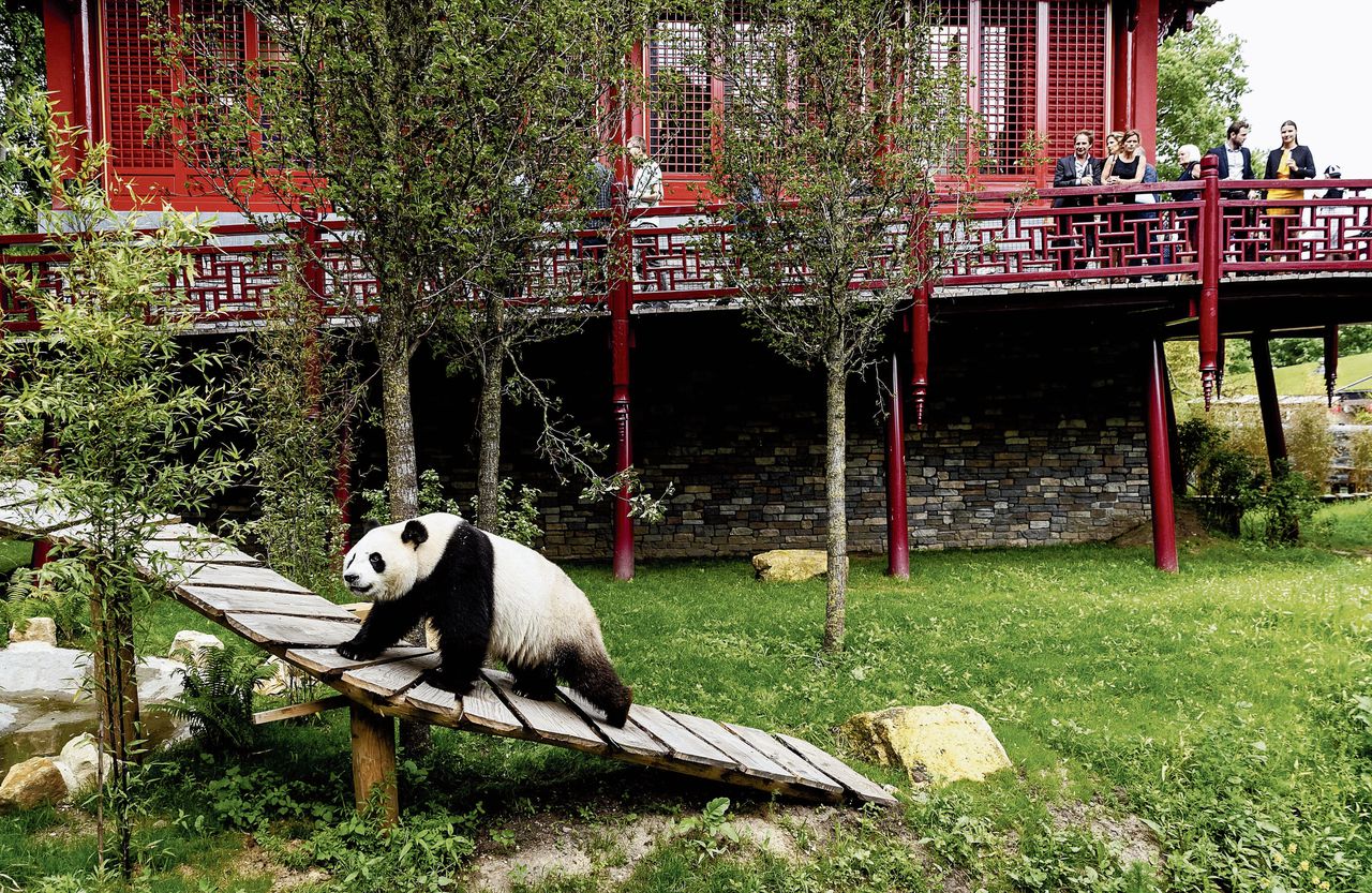 Pandasia Eerste Stappen In Nieuw Verblijf Nrc