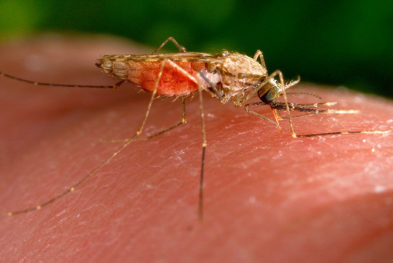 Malaria voor het eerst sinds twintig jaar mogelijk in de VS opgelopen 