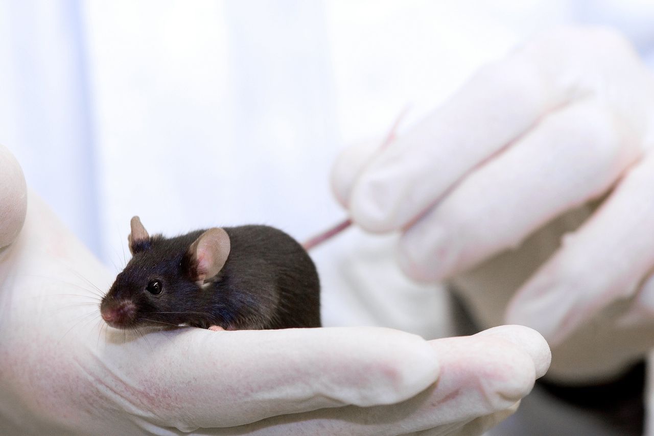 Afweercellen in het muizenbrein knagen aan het geheugen 