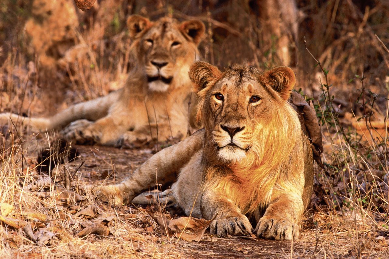 In de Indiase deelstaat Gujarat leeft er nog een populatie van zo’n zeshonderd leeuwen, die ook wel Perzische leeuwen worden genoemd.