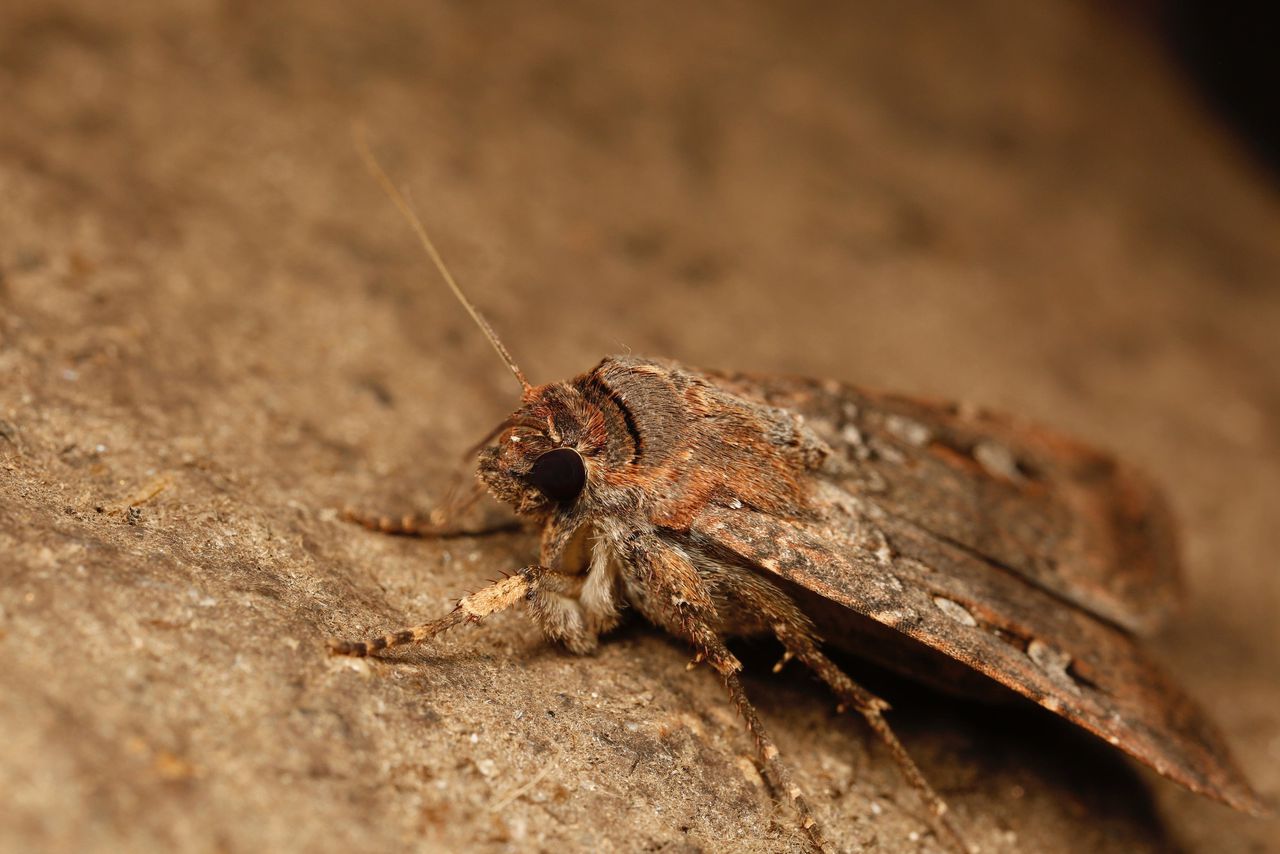 Thanks to its ‘star compass’ a thousand kilometers away, an Australian moth can find a resting place