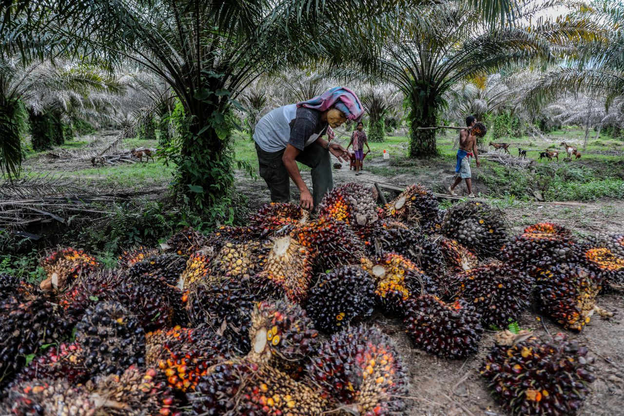 Indonesië komt met exportverbod palmolie 