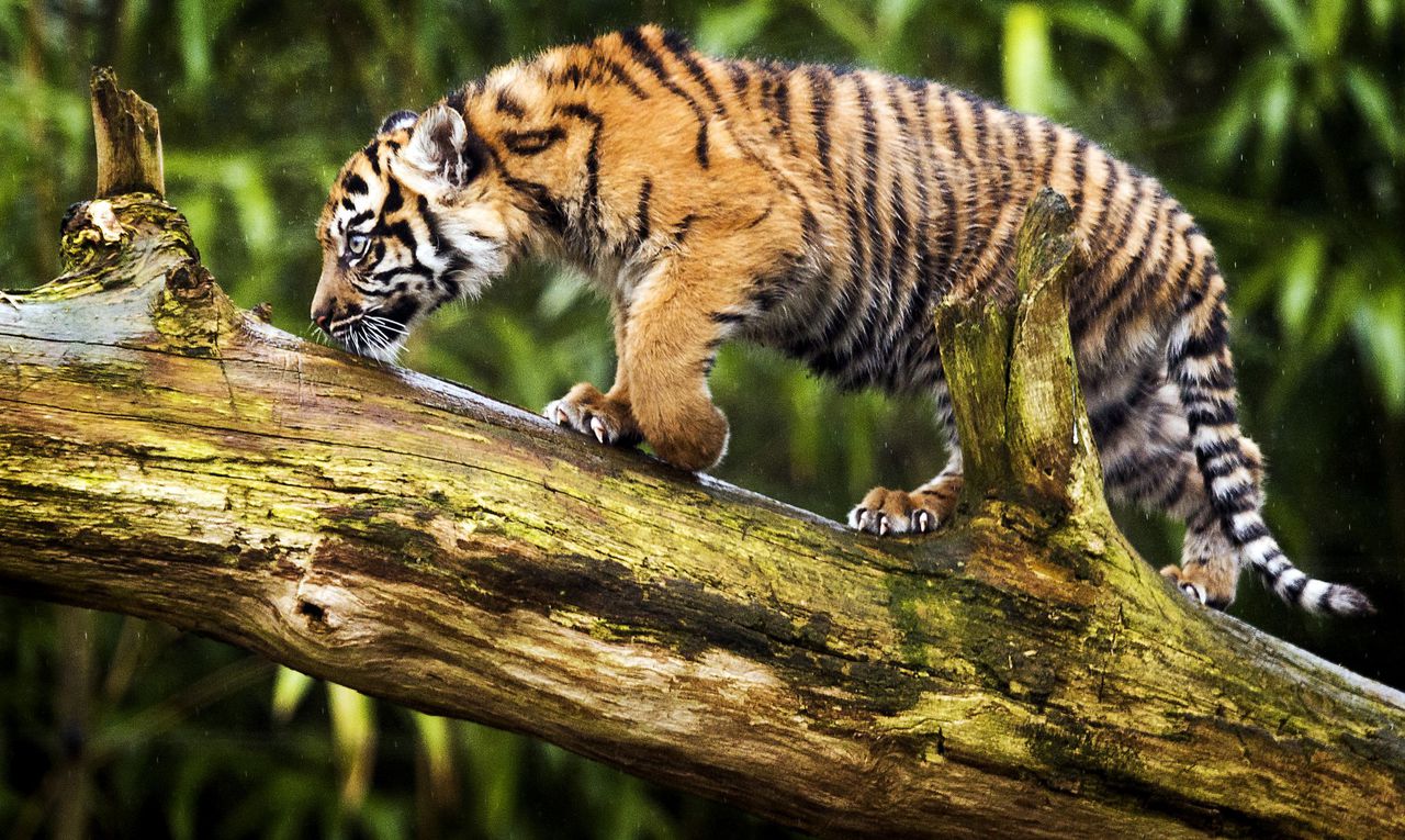 Aantal tijgers in het wild groeit weer - NRC