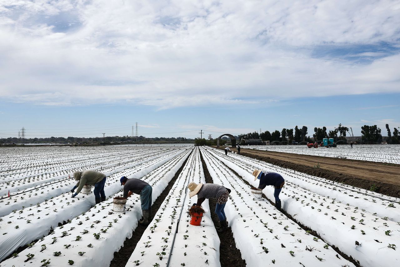 Landarbeiders werken in Californië in een aardbeienveld. De Amerikaanse staat wordt geteisterd door droogte.