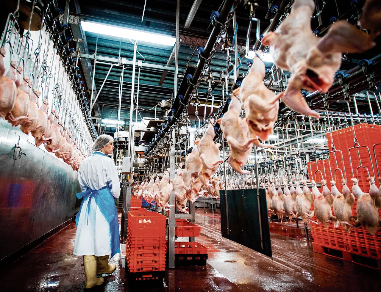 Het Beter Leven-keurmerk blijkt geen garantie voor diervriendelijke vleesproductie. Regels worden ook door bedrijven die het keurmerk dragen geschonden, blijkt uit onderzoek van actiegroep Ongehoord.