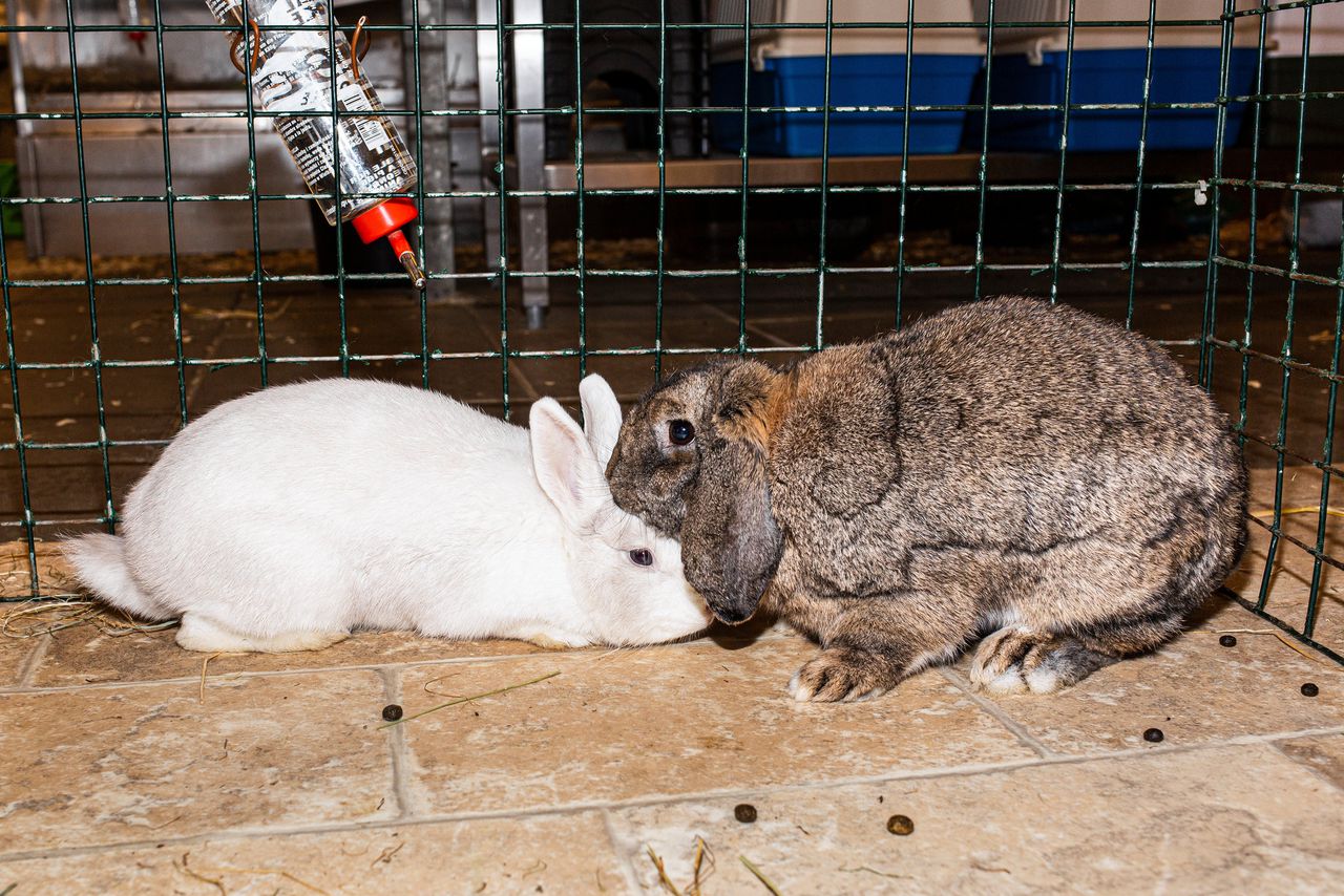 Aardbei Wegversperring Baars Hoe een 'koppelvakantie' voor konijnen ongelukken kan voorkomen - NRC
