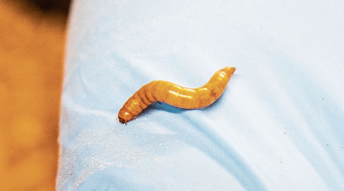 Kweker Wouter Simons: „Op een halve vierkante meter kweek je een kilo meelwormen.”