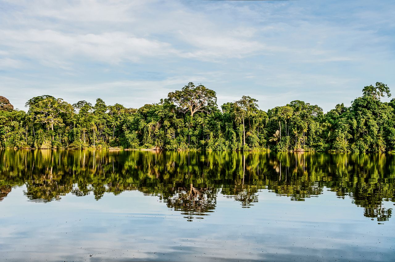 Veel bomen die langs de Amazone groeien horen nog tot soorten die eeuwen geleden voor mensen belangrijk waren als voeding of bouwmateriaal.