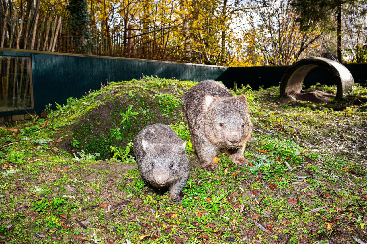 De poep van de Nederlandse wombat bestaat uit zachte kubusjes 