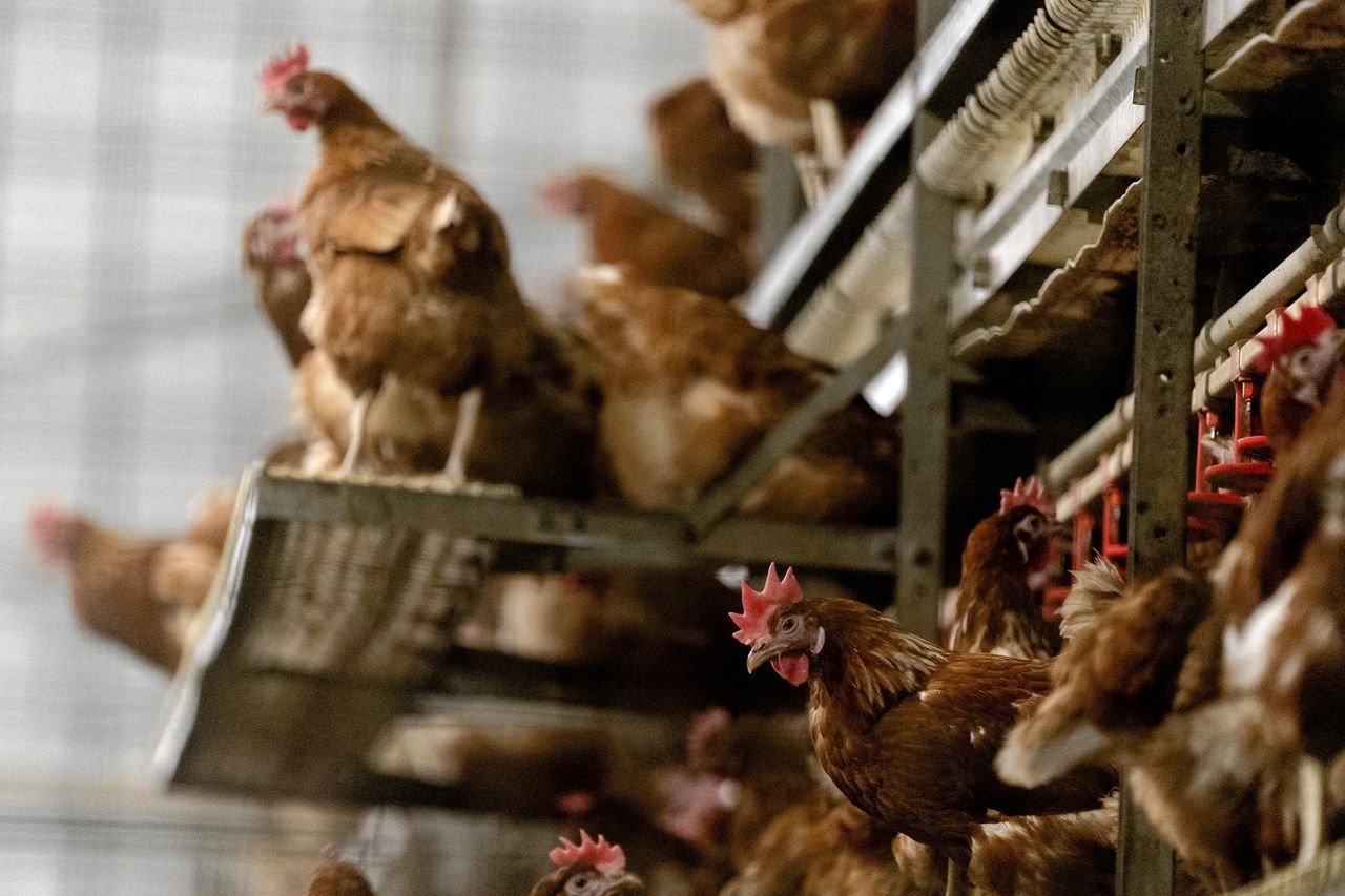 Recordaantal van 300.000 kippen geruimd vanwege vogelgriep 