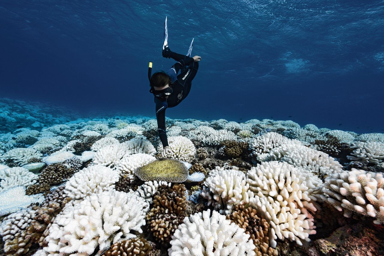 Een duiker in de wateren rond Frans-Polynesië, waar koraal is verbleekt door de stijging van de watertemperatuur. Dat kan funest zijn voor deze minuscule dieren.