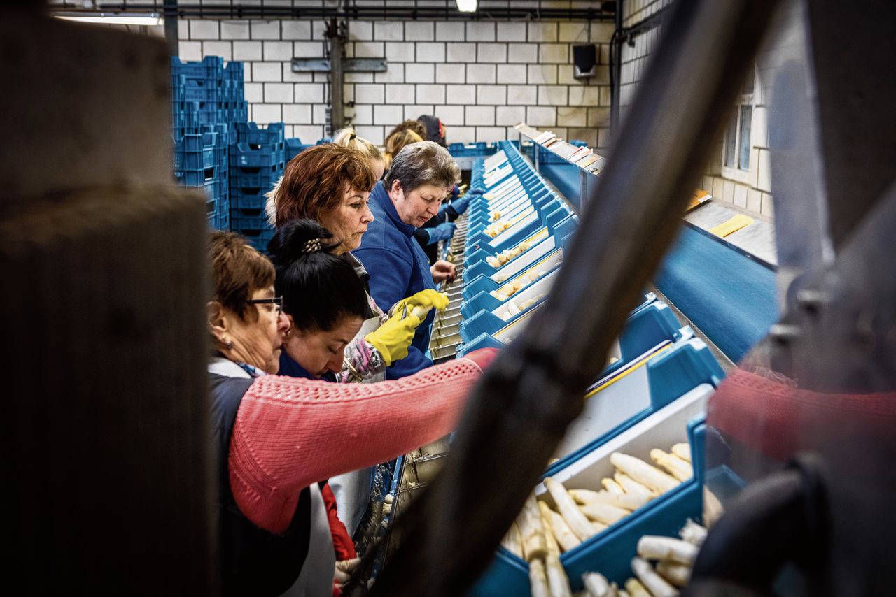 Vrouwen sorteren asperges bij aspergebedrijf Verstappen in het Limburgse Leveroy.
