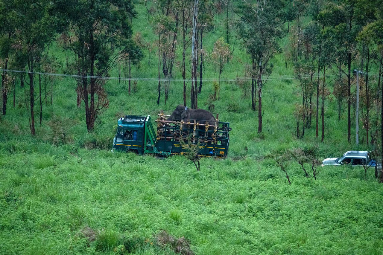 Rovende rijstolifant na meerdere ‘overvallen’ en elf doden uit leefgebied verplaatst 
