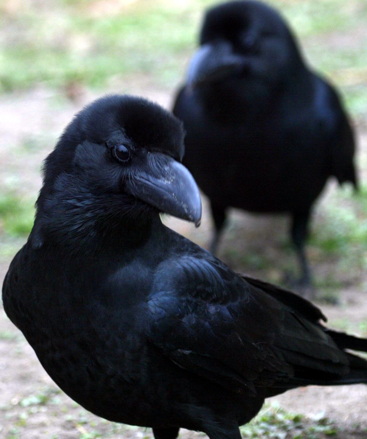 Vliegende Hangjongeren Nrc