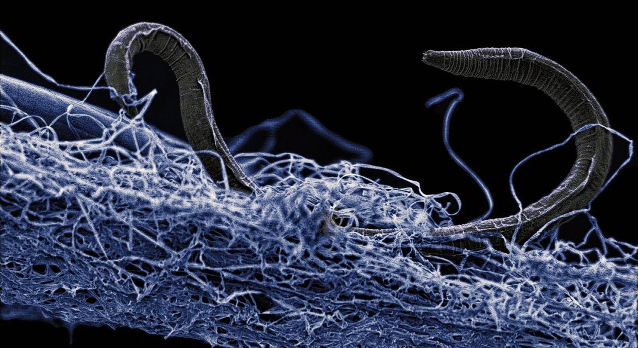 Deze rondworm komt van 1,4 km  diepte 