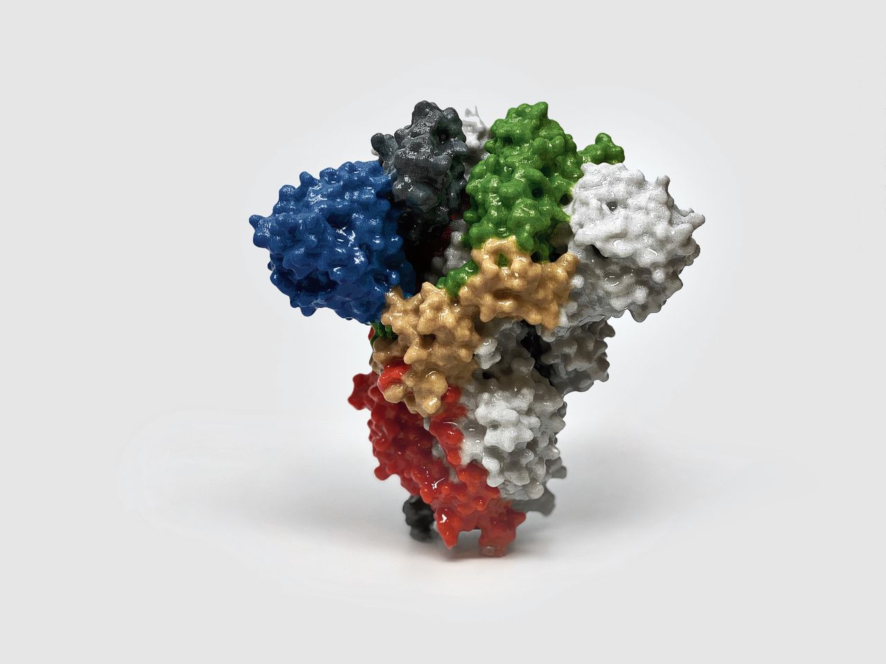 Een 3D-print van het spike-eiwit dat het oppervlak van SARS-CoV-2 bekleedt. Een stukje van dit eiwit zou mogelijk kunnen dienen als vaccin.