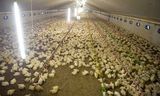 Een kippenstal in De Mortel. Nederlandse kippenboeren zijn bang dat ze moeten concurreren met goedkope Oekraïense kippen die aan minder strenge eisen voldoen.