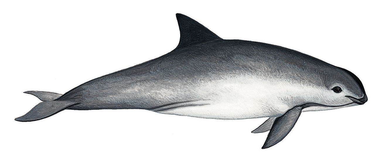 Illustration of Vaquita / Cochito / Gulf of California porpoise (Phocoena sinus), Phocoenidae, endangered (Wildlife Art Company).Martin Camm