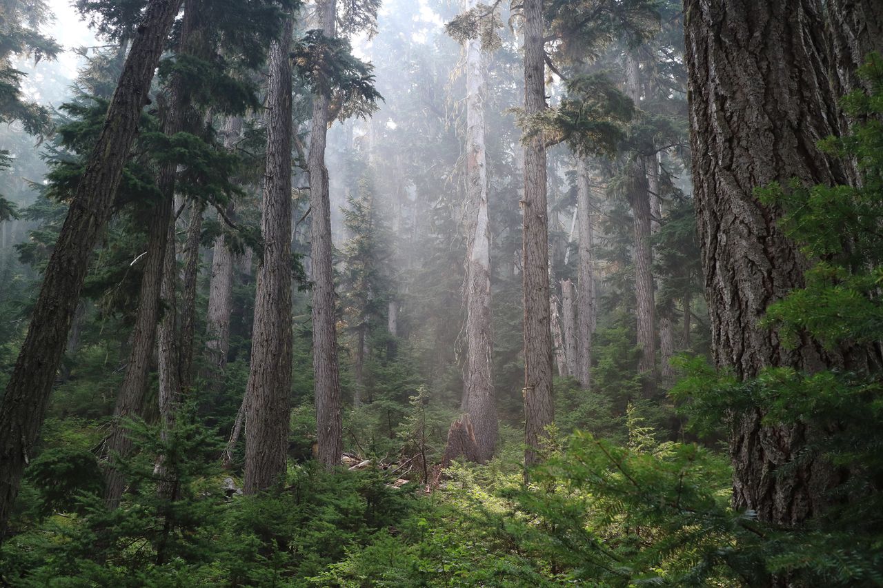 Een boslandschap in de provincie British Columbia in Noordwest-Canada.
