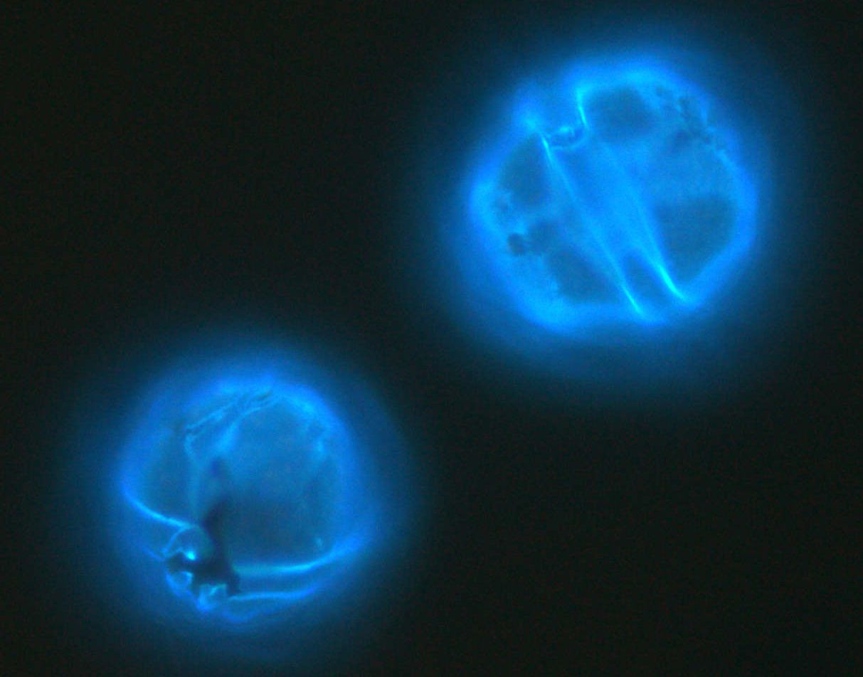 Levende dinoflagellaten onder een fluorescentiemicroscoop.